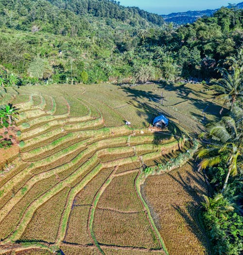 Fotos de stock gratuitas de abundancia, aéreo, agricultura