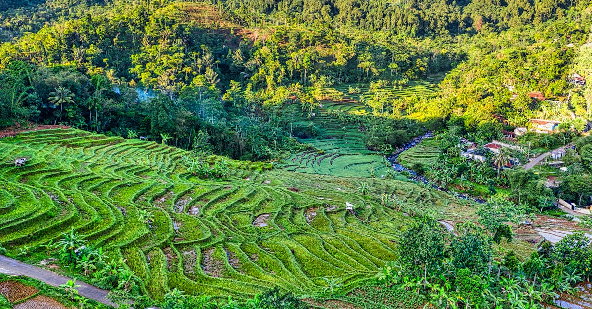 Photo by Tom Fisk Drone view of plantations with cultivating plants growing on hills with village houses surrounded by exotic forest
