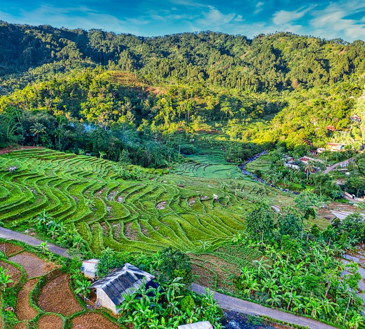 Green Agricultural Farm With Terraced Field