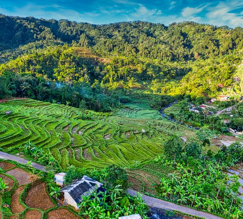 Free Drone view of plantations with cultivating plants growing on hills with village houses surrounded by exotic forest Stock Photo