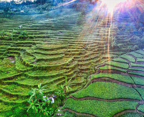 Free Rice plantation cultivating on terraces in agricultural hilly terrain under bright sunshine in tropics Stock Photo