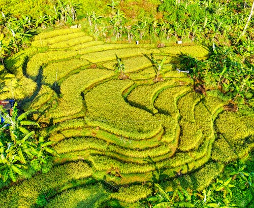 Rice plantation and tropical palms in sunlight