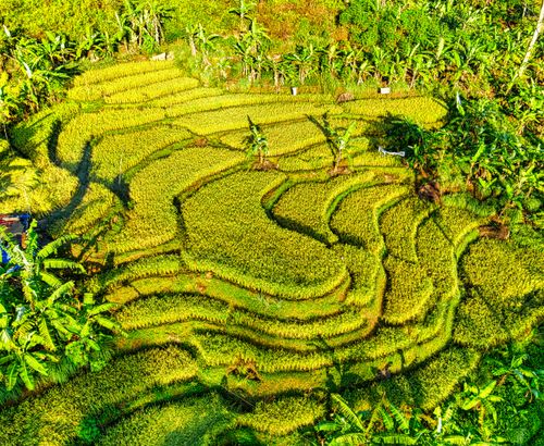 Free Drone view of agricultural field with lush vegetation of rice with green exotic plants on hill Stock Photo