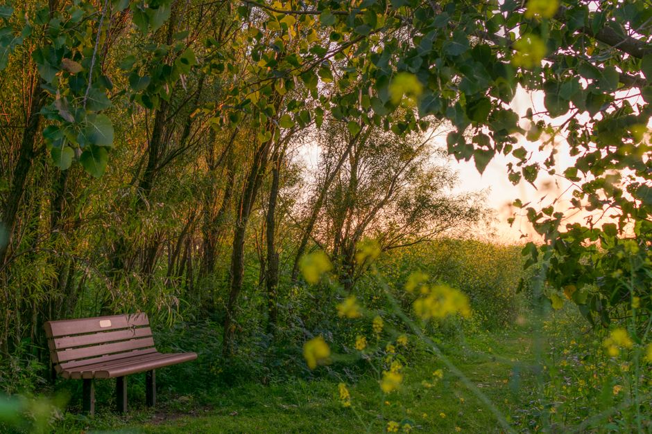 Peaceful park bench surrounded by lush greenery and trees at sunset, offering tranquility in nature.