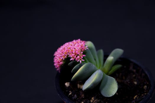 Close-up of a Crassula 'Morgan's Beauty' succulent with pink flowers in a pot.