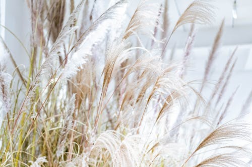 Grass Flowers Field