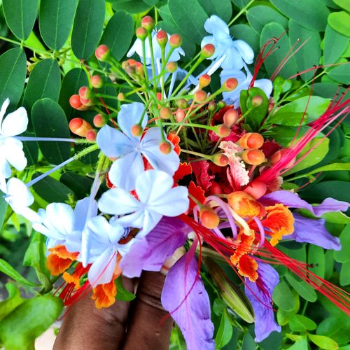 Free stock photo of colorful flowers, flowers, green leaves Stock Photo