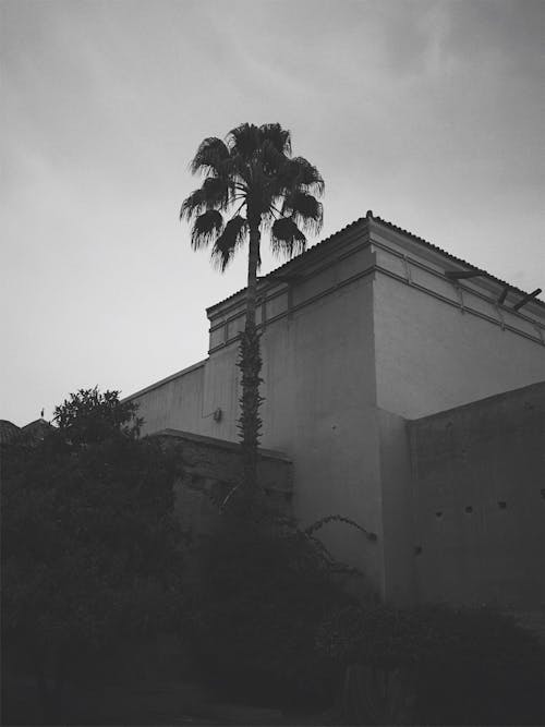 Kostnadsfri bild av arkitektur, marrakesh, palmträd