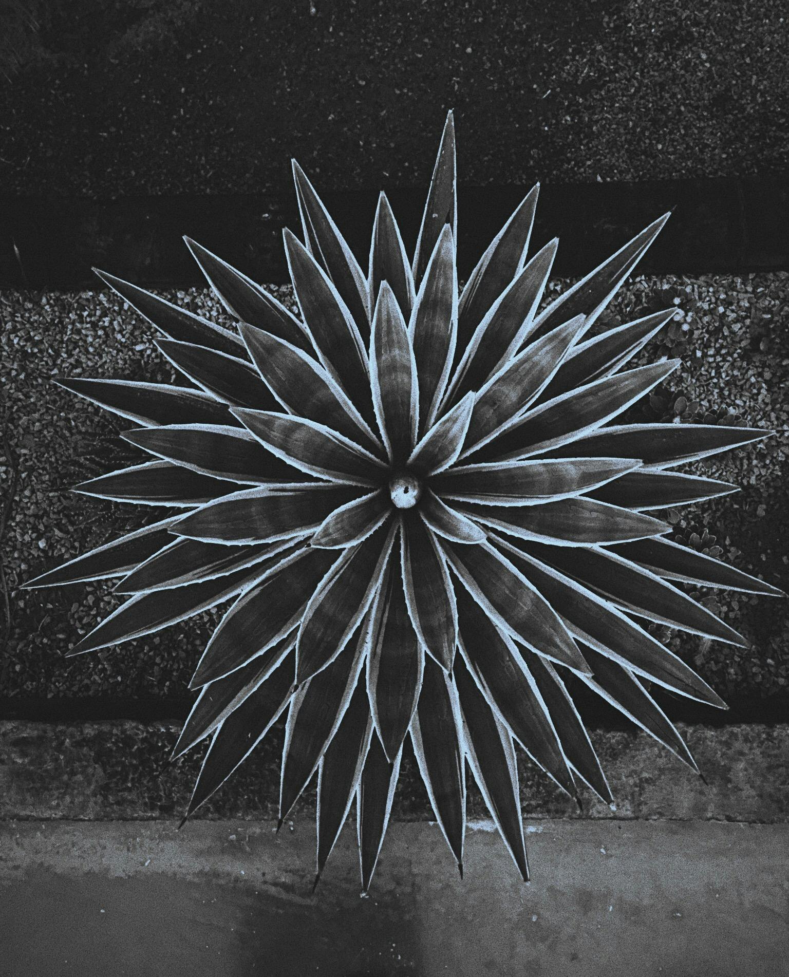 从空中拍摄的黑白尖刺多汁植物呈现出醒目的几何设计，极具戏剧性