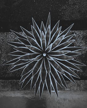 从空中拍摄的黑白尖刺多汁植物呈现出醒目的几何设计，极具戏剧性