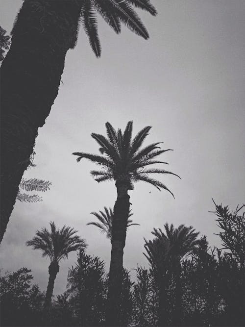 Kostenloses Stock Foto zu marrakesch, palmen