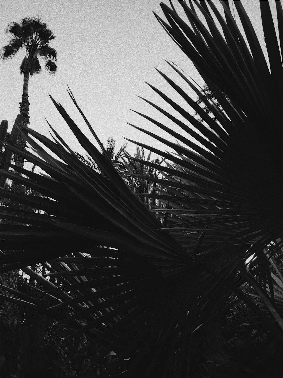 Free stock photo of Marrakesh, palm trees