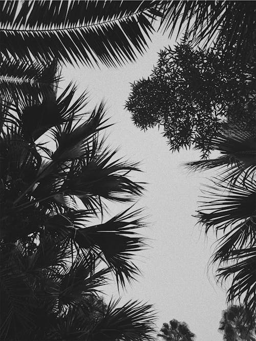 Kostenloses Stock Foto zu marrakesch, palmen