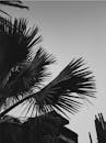 这是一张马拉喀什棕榈树轮廓映衬天空的单色图像
