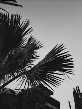 这是一张马拉喀什棕榈树轮廓映衬天空的单色图像