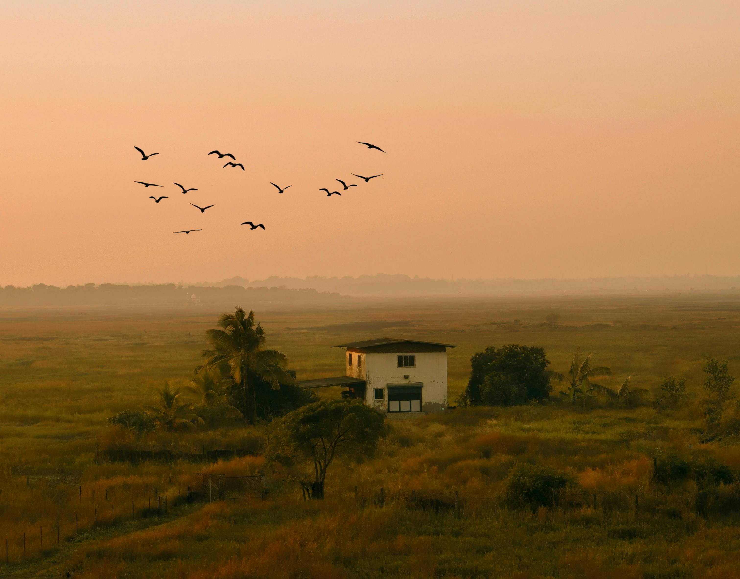 日落时分，一群鸟飞过乡间郁郁葱葱的房舍，营造出一片宁静祥和的景象
