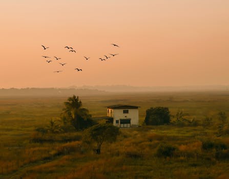 日落时分，一群鸟飞过乡间郁郁葱葱的房舍，营造出一片宁静祥和的景象