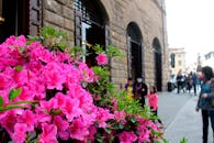 在意大利佛罗伦萨一条历史悠久的街道上，充满活力的杜鹃花绽放，人们漫步其间