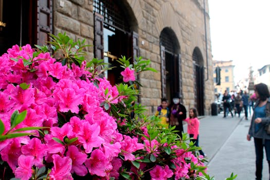在意大利佛罗伦萨一条历史悠久的街道上，充满活力的杜鹃花绽放，人们漫步其间