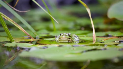 Photos gratuites de animaux, bassin de jardin, grenouille verte