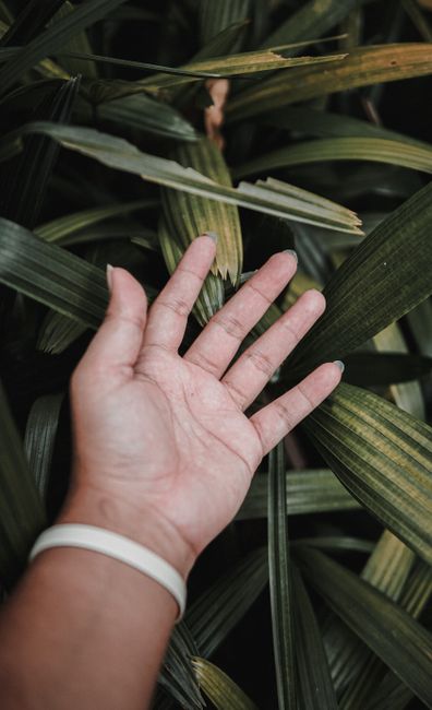 Fotomural Primer plano de una mano sobre hojas tropicales exuberantes, mostrando la conexión con la naturaleza.