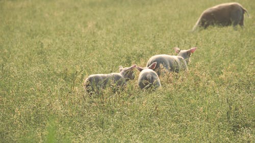 Three Lambs on Grass Field
