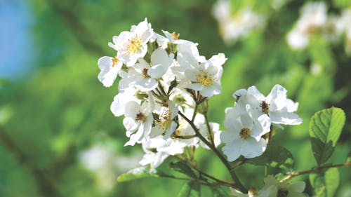 Witte Bloemblaadjes Bloemen