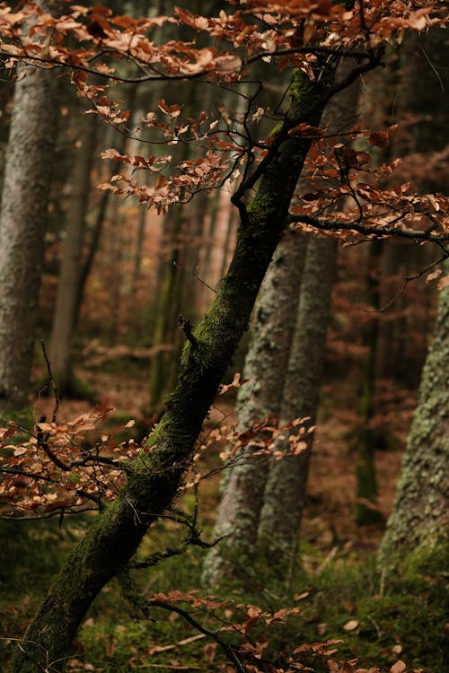 Photos gratuites de arbres, branches d'arbre, couvert de mousse