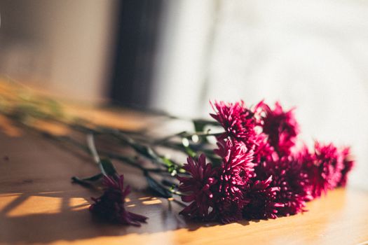 Bright red chrysanthemums in soft sunlight creating a serene still life photograph.