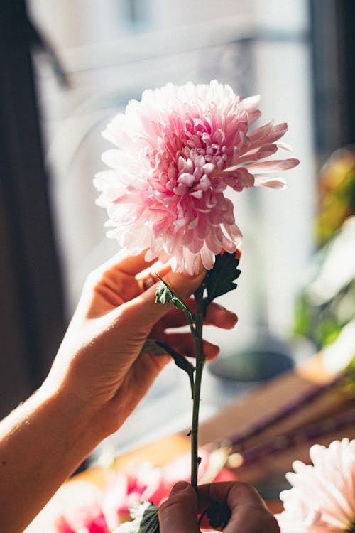 Person Holding A Pink Flower