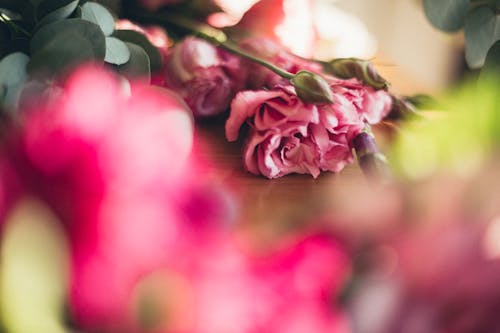 bitki örtüsü, bulanıklık, çiçek içeren Ücretsiz stok fotoğraf