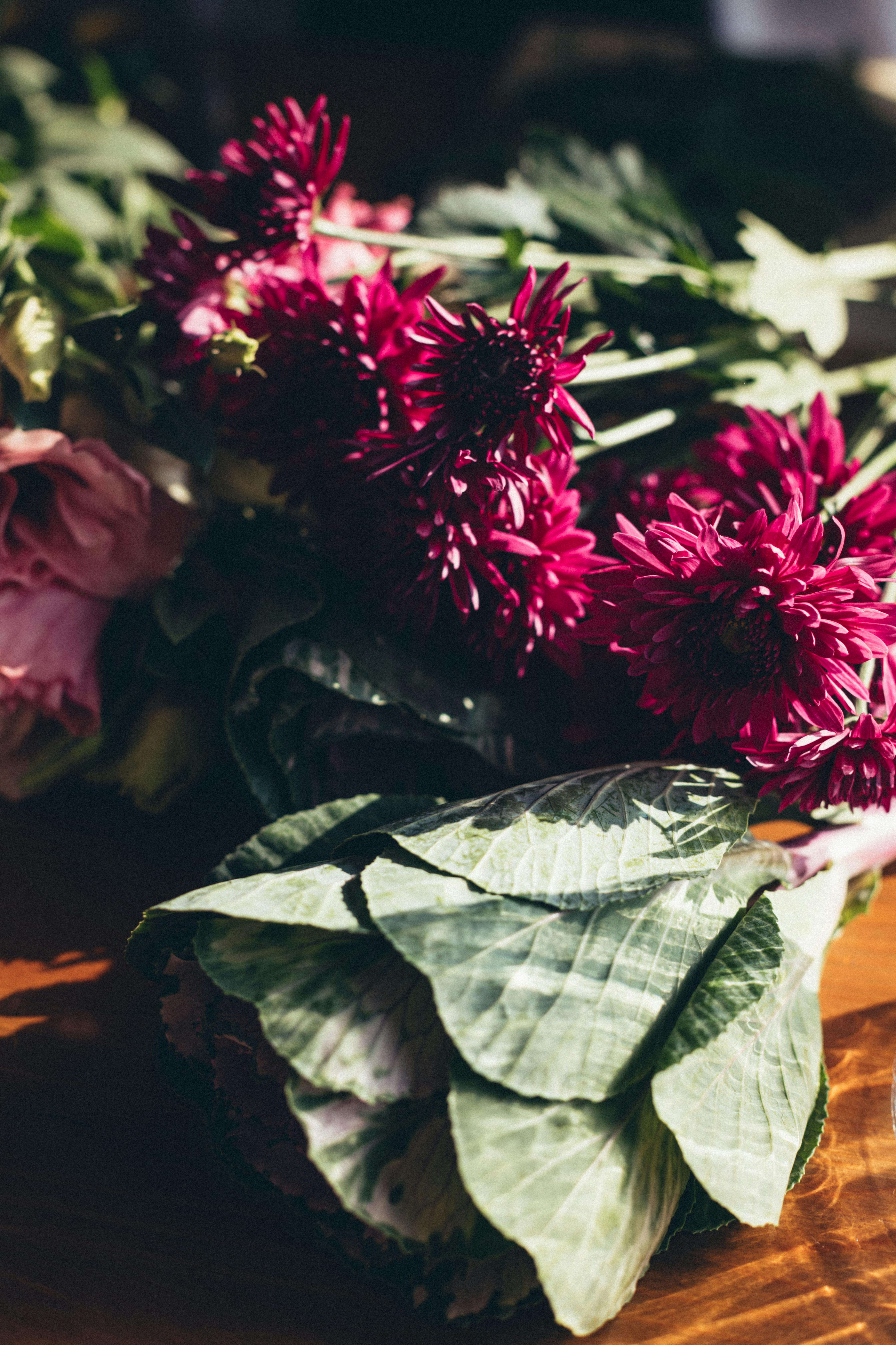 在自然光下，捕捉带绿叶的粉红色大丽花，展现其鲜艳的色彩与纹理