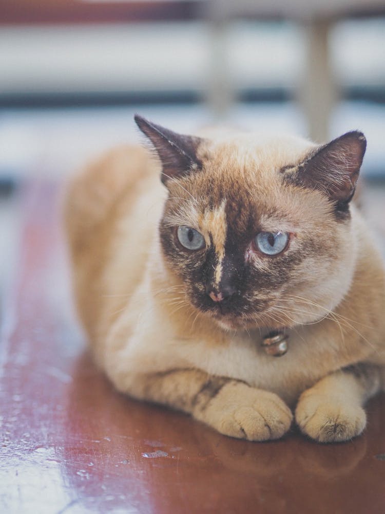 Portrait Of Fluffy Cat Sitting On Table