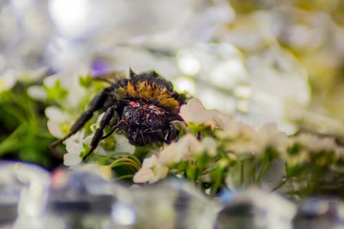 Foto d'estoc gratuïta de aranya, flors, natura