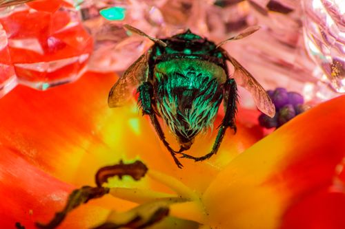Free stock photo of bee, honey bee, nature Stock Photo