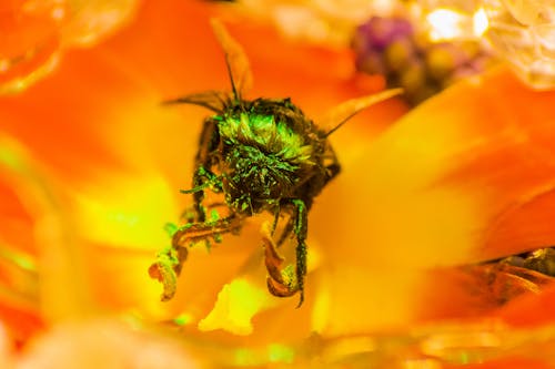 Foto d'estoc gratuïta de abella, flor, natura