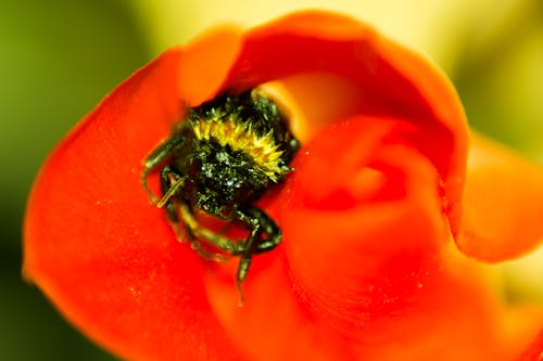 Foto d'estoc gratuïta de abella, flor, flor rosa