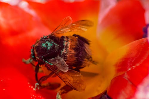Foto d'estoc gratuïta de abella, flor, natura