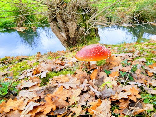 Ilmainen kuvapankkikuva tunnisteilla helttasieni, lehdet, metsäsieni