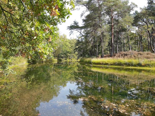 Ilmainen kuvapankkikuva tunnisteilla männyt, metsä, vettä