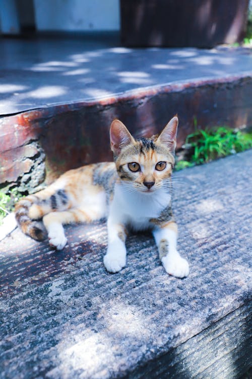 Free Tri-Color Cat on Gray Concrete Floor Stock Photo