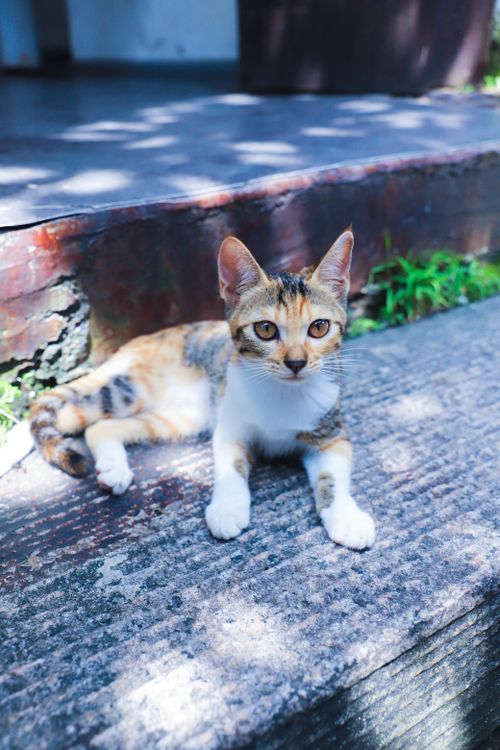Free Charming tabby kitten resting on steps under the sunlight, showcasing its playful and curious nature. Stock Photo