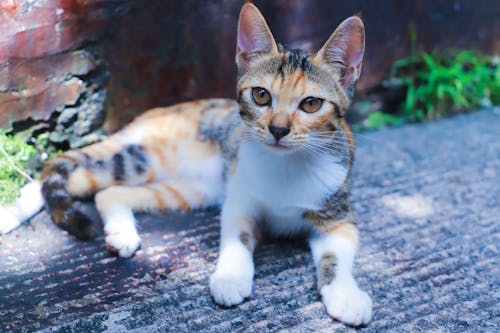 Free Tri-Color Kitten on Gray Concrete Floor Stock Photo