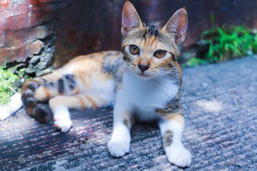Adorable tabby kitten with striking fur patterns lounging outdoors on a sunny day.