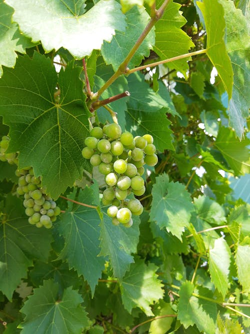 Безкоштовне стокове фото на тему «виноград, дозрівання, зелений»