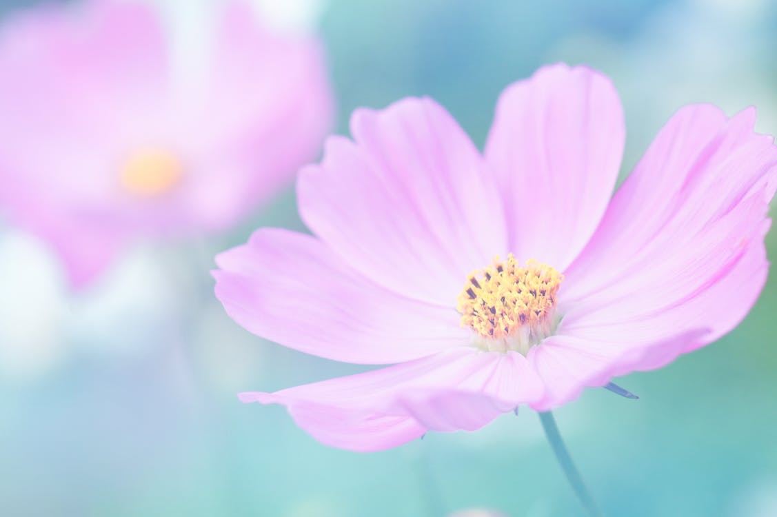 Pink Petaled Flower