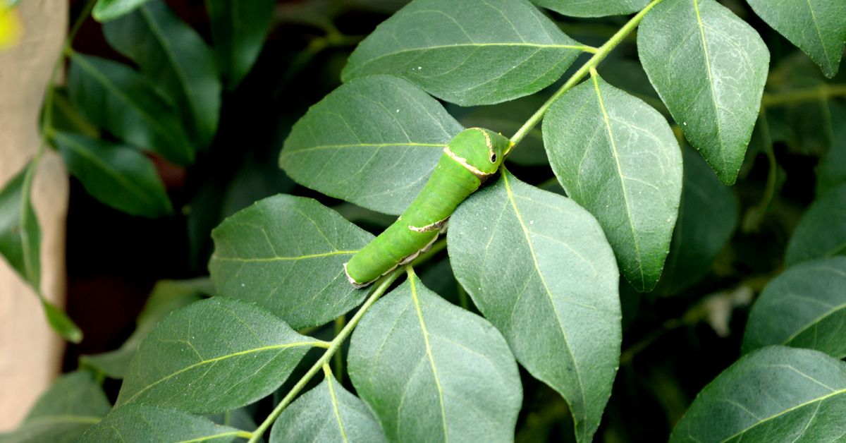 Lagarta em folha Lagarta verde sobre folhas verdes