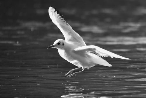 Bezpłatne Darmowe zdjęcie z galerii z biały ptak, czarno-biały, latanie Zdjęcie z galerii