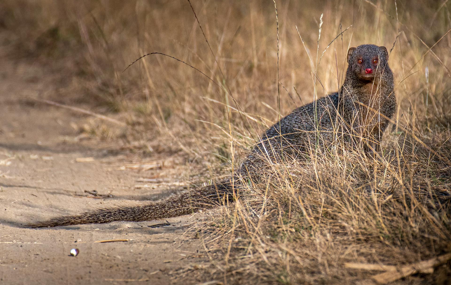 Cute carnivorous mongoose with long fluffy tail and dark fur sitting on roadside near dried grass in wild nature in countryside