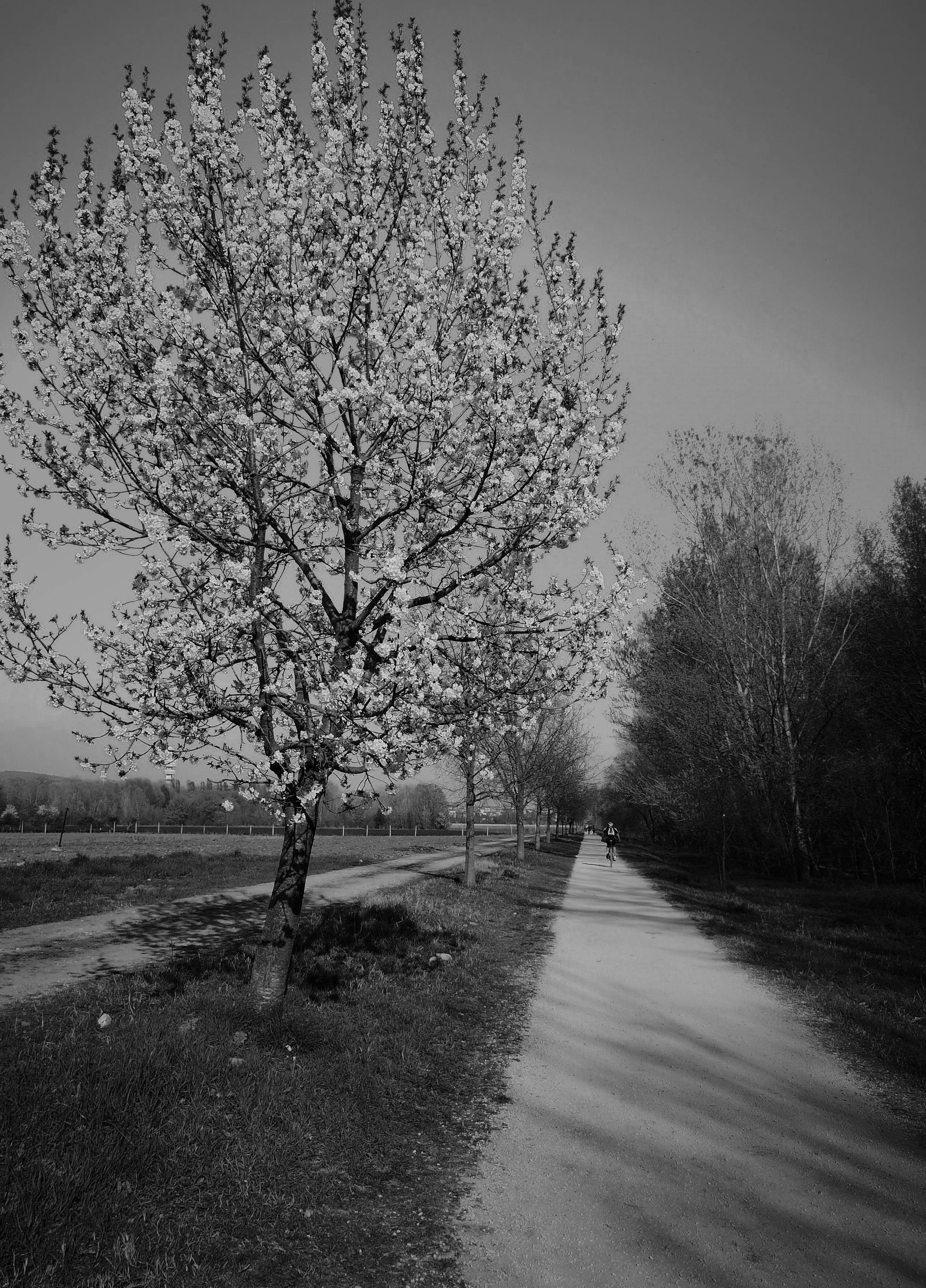 Black and white image of a blossom-filled path showcasing springtime beauty.
